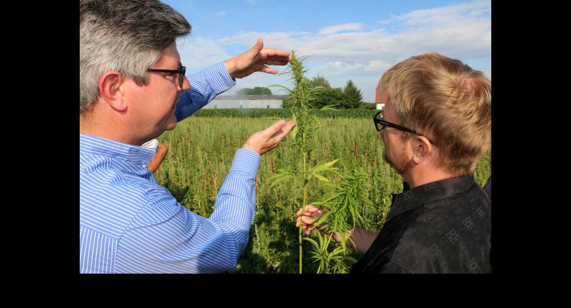 190 Sundhouse Culture du chanvre H3.jpg