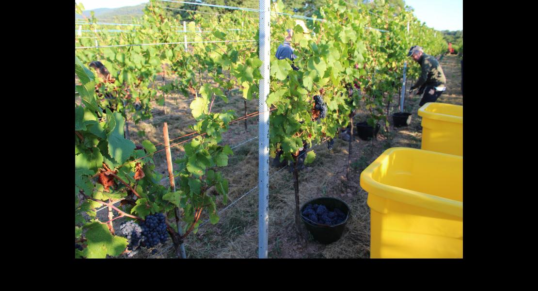 IMG_3737040919 vendanges crémant wuenheim .JPG