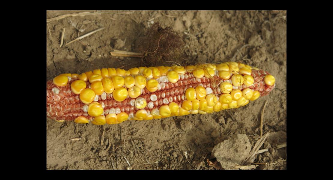 Pioneer-2019- (4).JPG