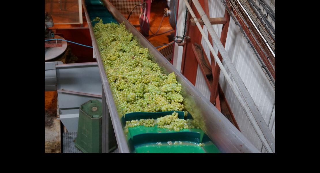 Vendangeoir Arthur Metz Scharrarbergheim09.jpg