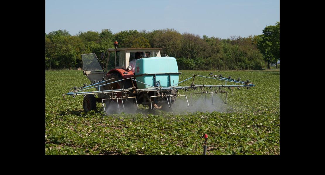 Préparatifs avant récolte fraises DessDSC02549.JPG