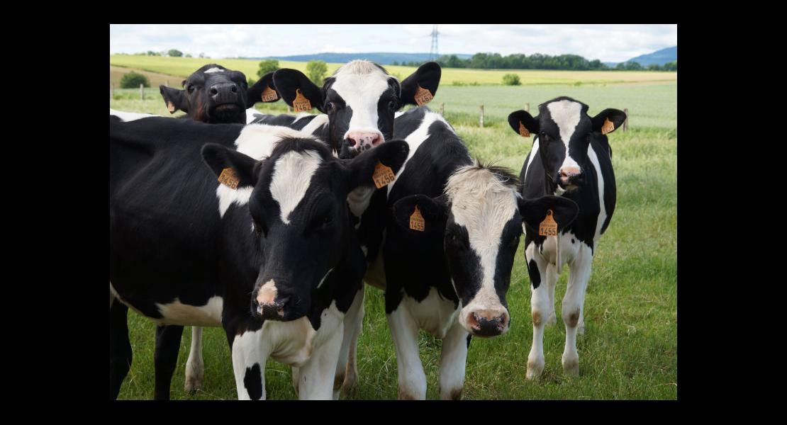 EARL du Calvaire57.jpg