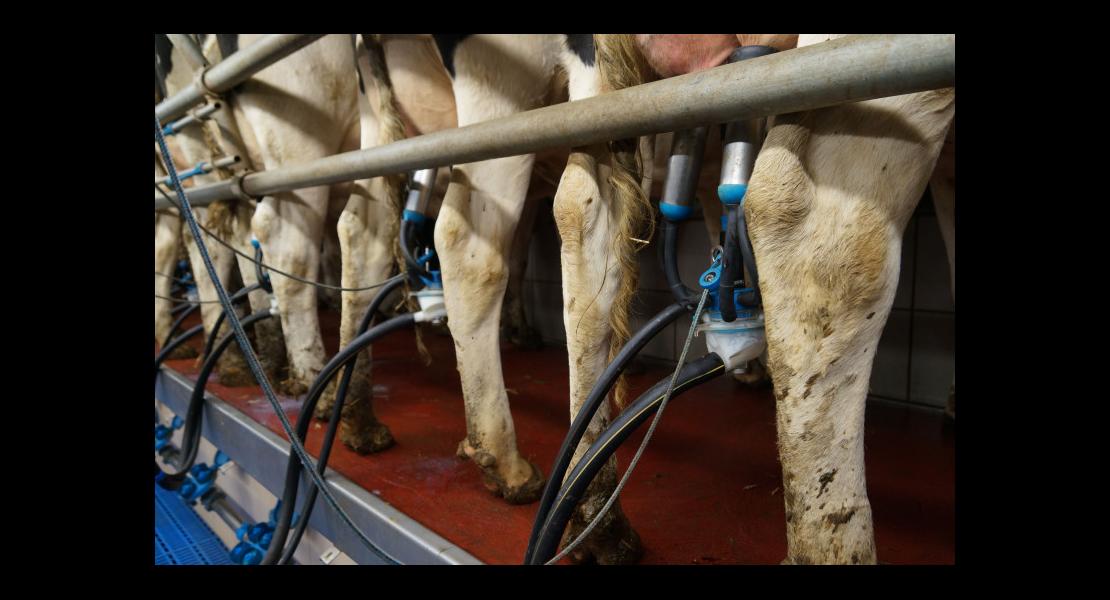 GAEC Wilt 14111604.jpg