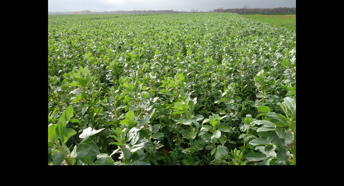 Mois Bio Grandes cultures Hardt 131117DSC00665.JPG