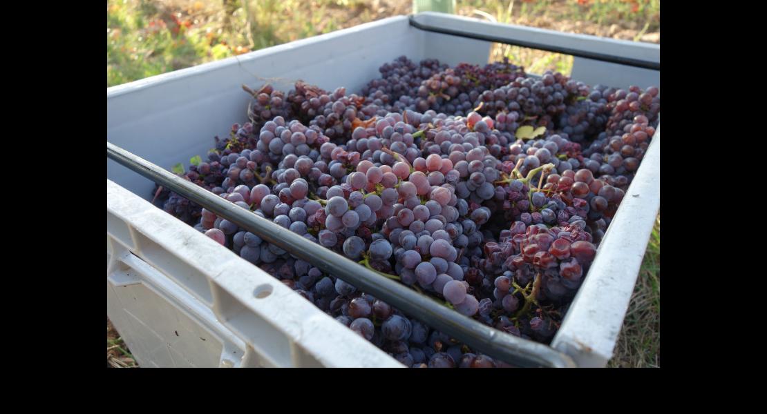 Vendanges cagettes Schmitt et Carrer 200918DSC02274.JPG