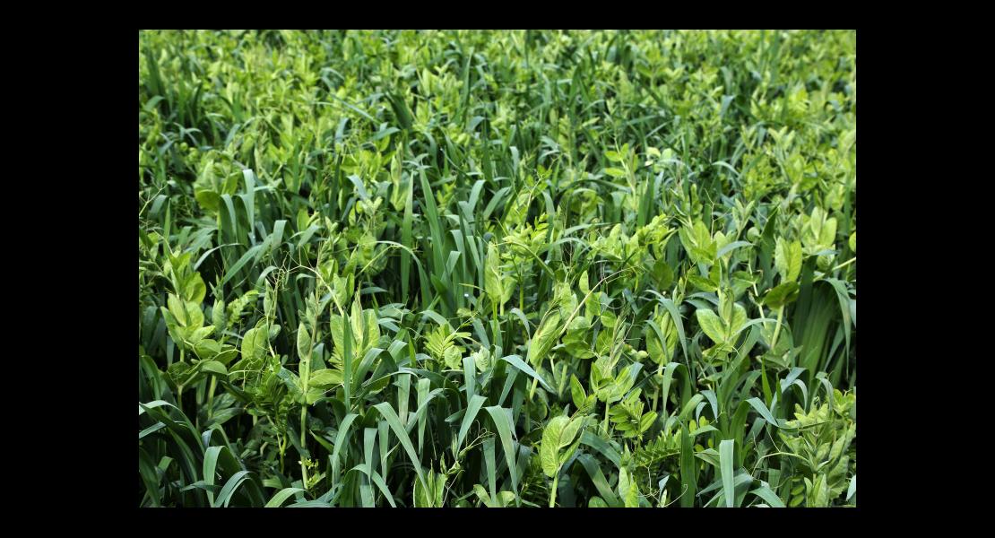 Méteils - 18 - Mélange ProceMix.jpg