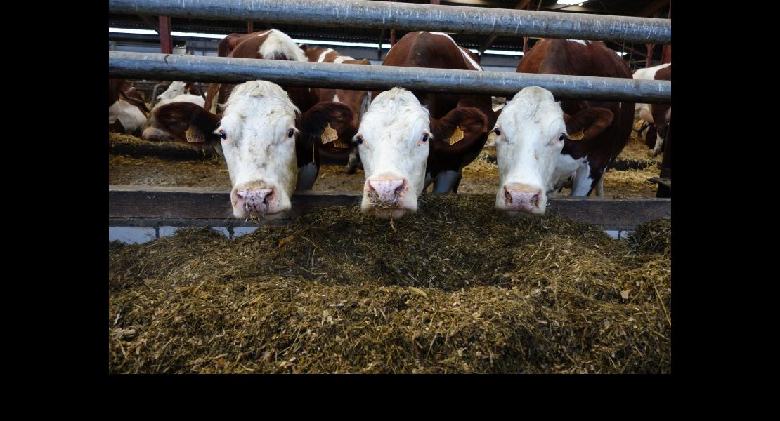 GAEC de la verdure Riespach 290318DSC01437.JPG