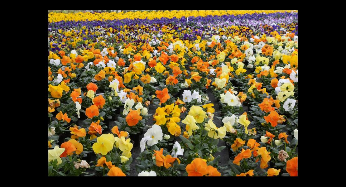 AG des Horticulteurs - Serre_2.jpg