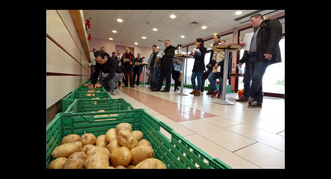 Essais pommes de terre - 05.jpg