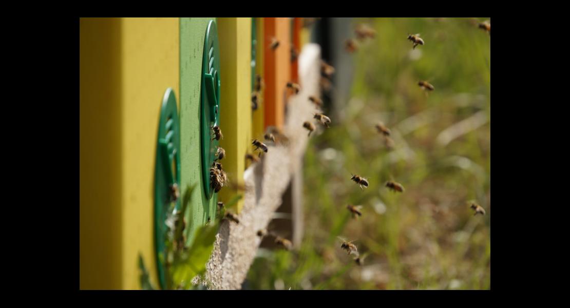Abeilles ruches 230517DSC03146.JPG