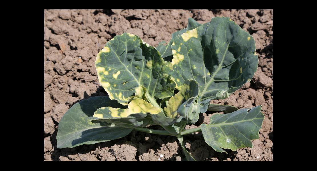 Chou à choucroute - 10.jpg