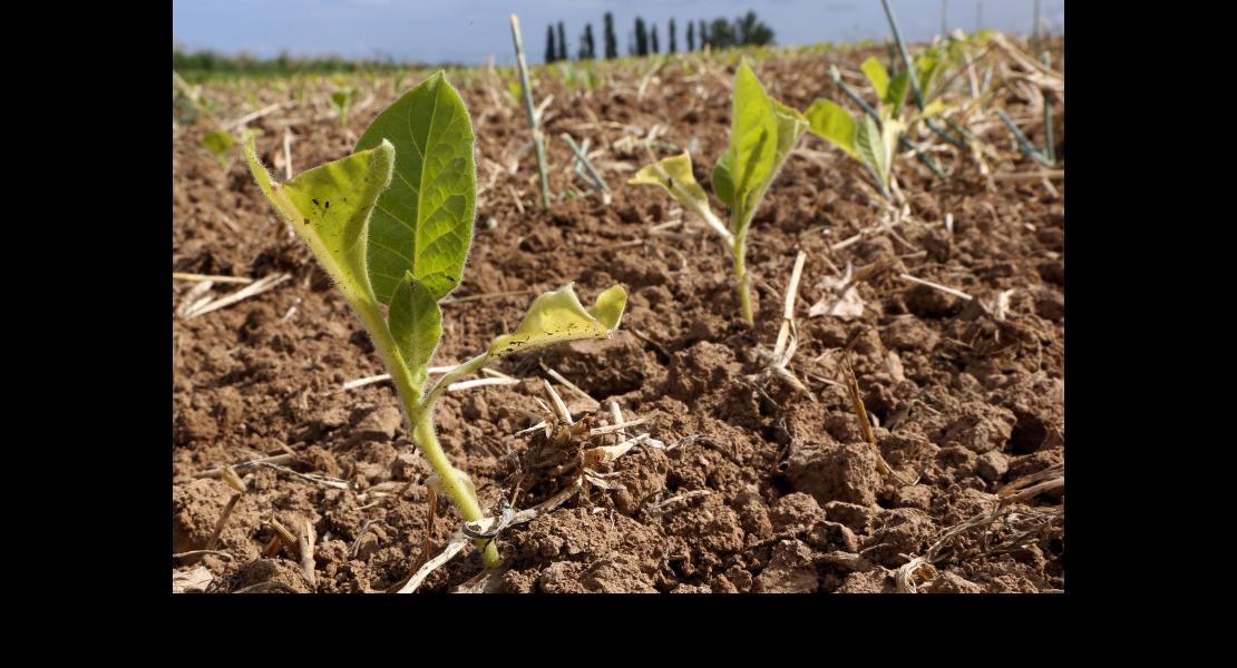 Tour de plaine - Tabac - 03.jpg