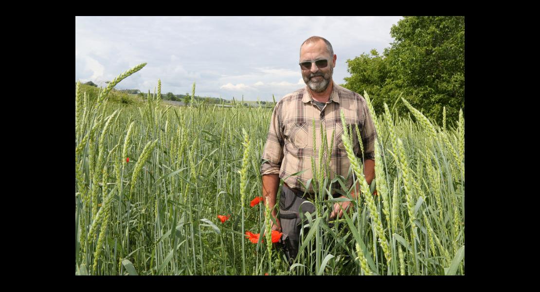 Zerr Vincent - Blé rouge d'Alsace - 01.jpg