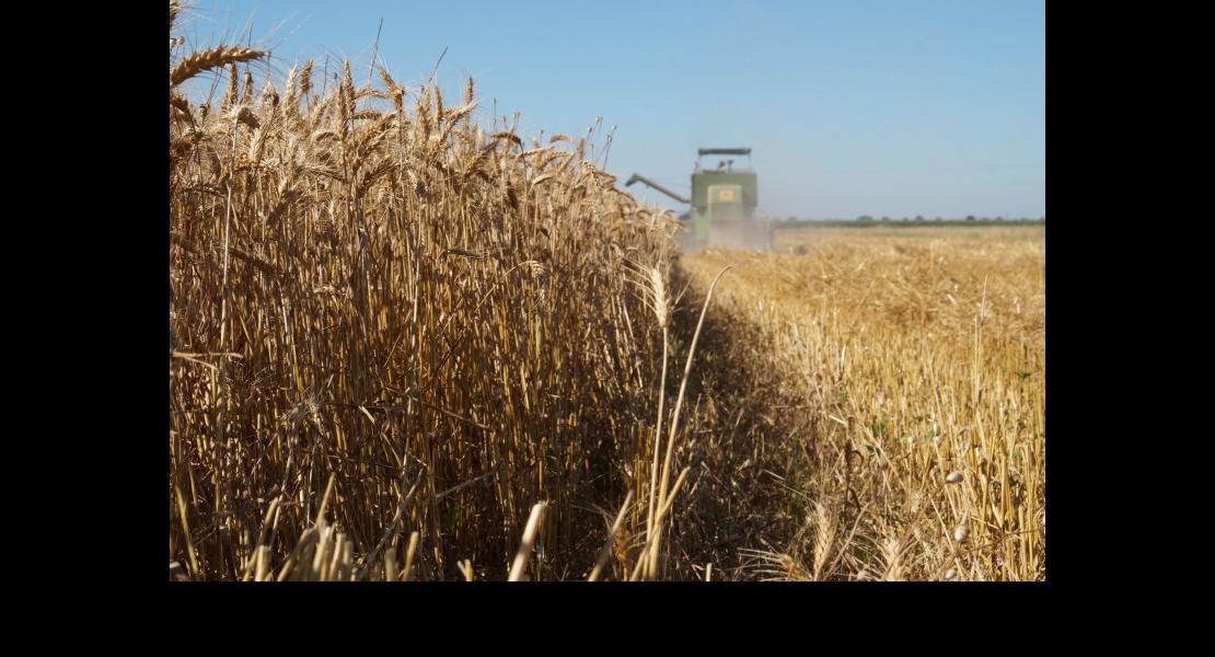 Moisson blé 19071677.jpg