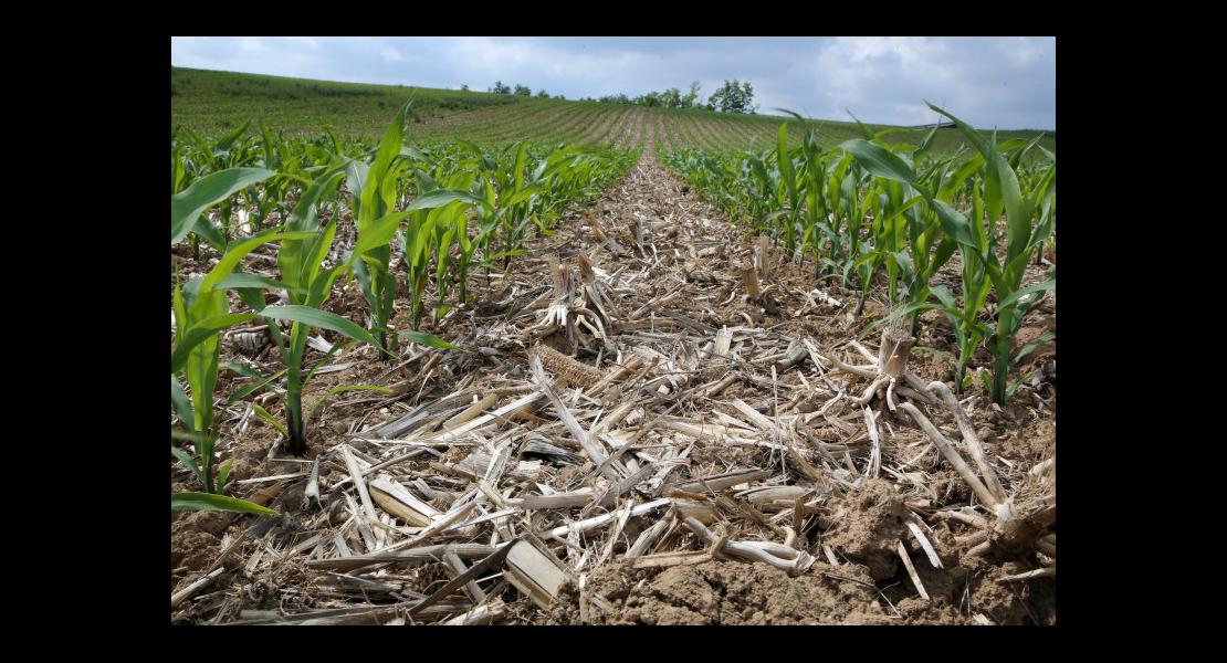 Essais maïs sans labour - 12.jpg