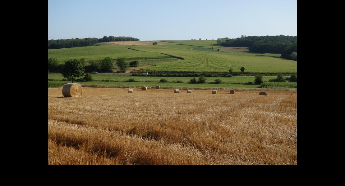 champs Bossendorf 010819-2.JPG