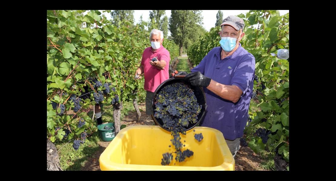 Vendanges Covid - 07.jpg