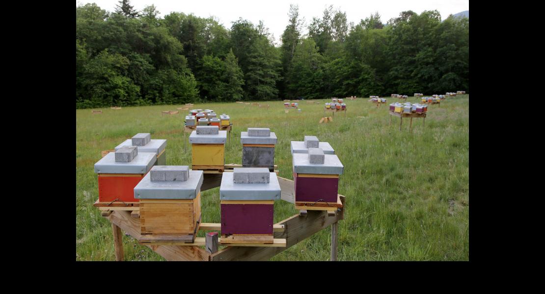 Apiculture Zimmermann Christophe - 12.jpg