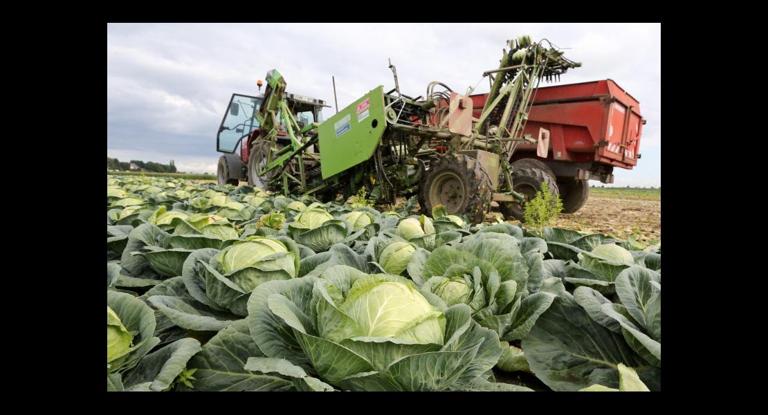 Choux à choucroute - 03.jpg