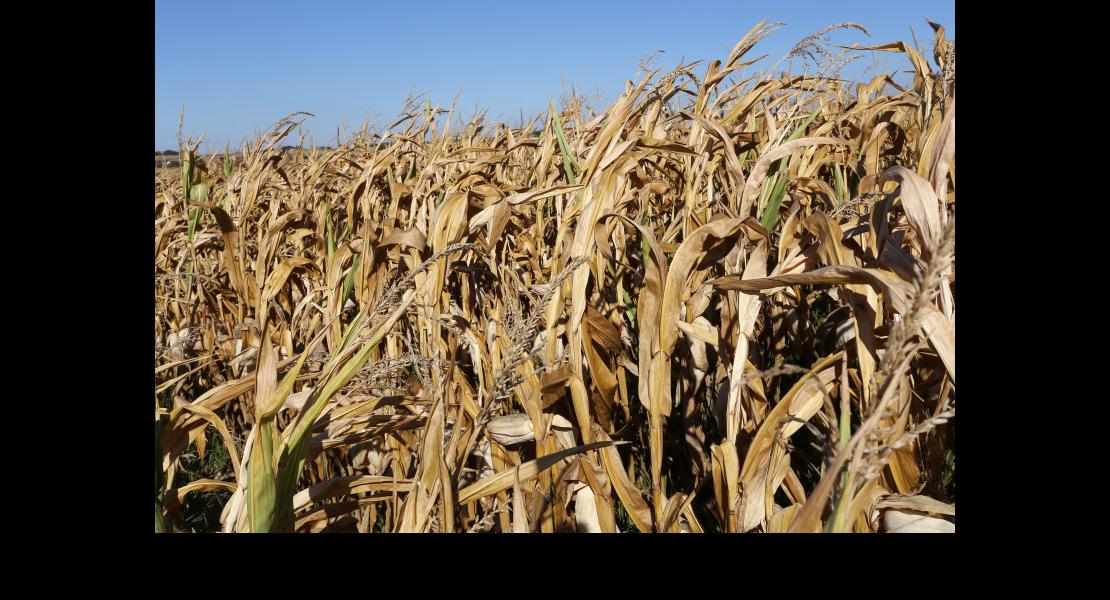 Maïs sec - 01.jpg
