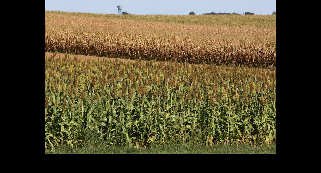 Kolb Thierry - Sorgho vs Maïs - 01.jpg