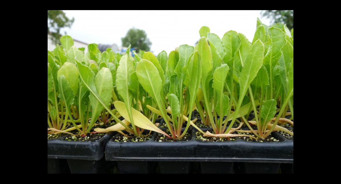 Plantation betteraves bio Schoenau 260521-19.JPG