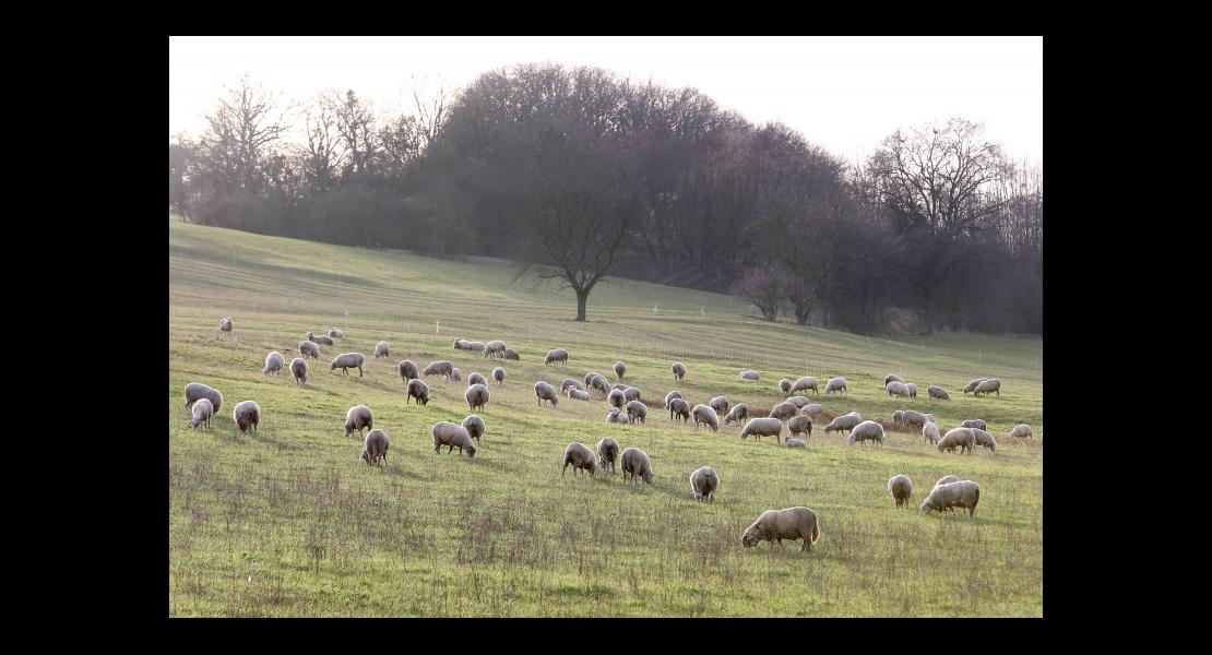 Ovins - Pâturage - 01.jpg