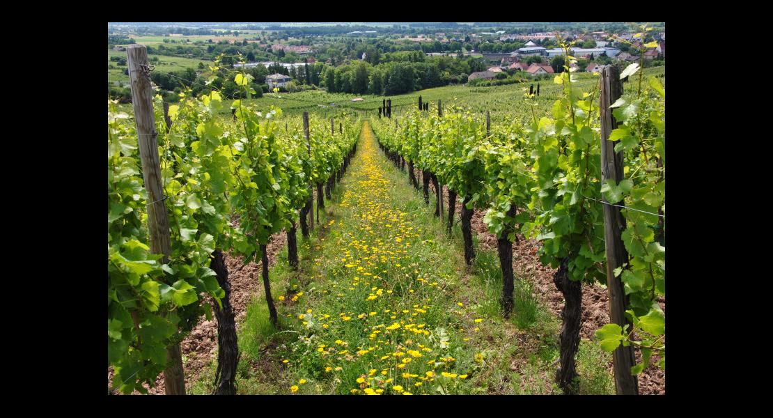 fleurs et graminées sauvages_vignes_interrang_ribeauvillé_Nungesser Semences_sauvage_locale_2020