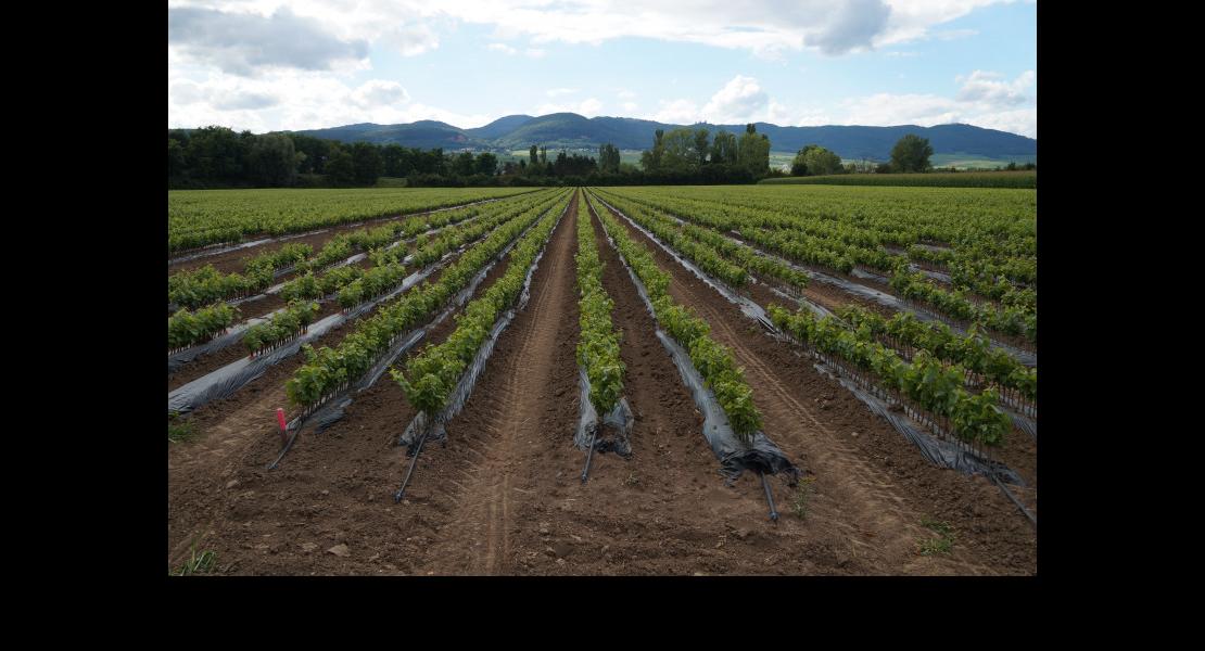 Pépinières Hebinger13.jpg