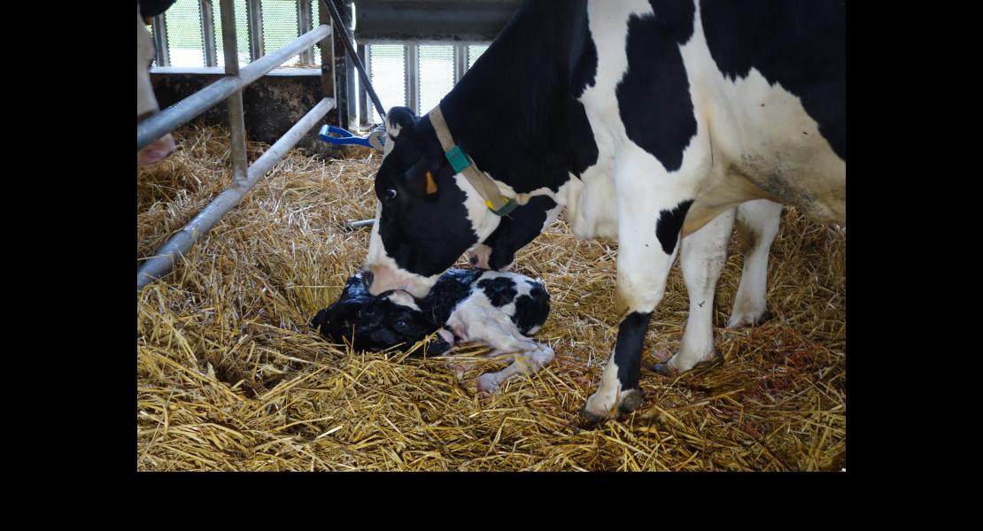 Ferme Kleinfeld Streicher 150618DSC01764.JPG