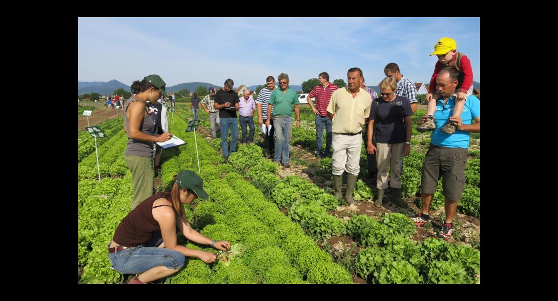 Planète Légumes collection de salades