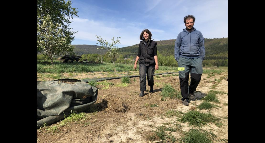 Jean_Becker_EARL_Terre_activ%E2%80%99_mara%C3%AEchage_conservation_sol_Lucie_Niederbronn_Agronomie_a