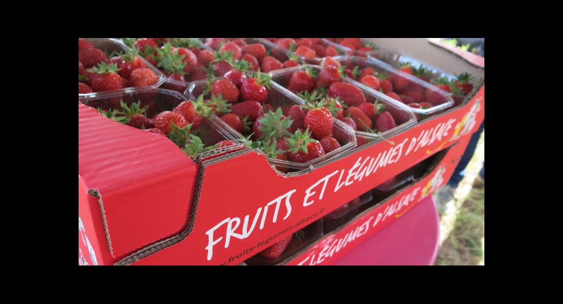 Lancement-fraise-2022- (3).JPG