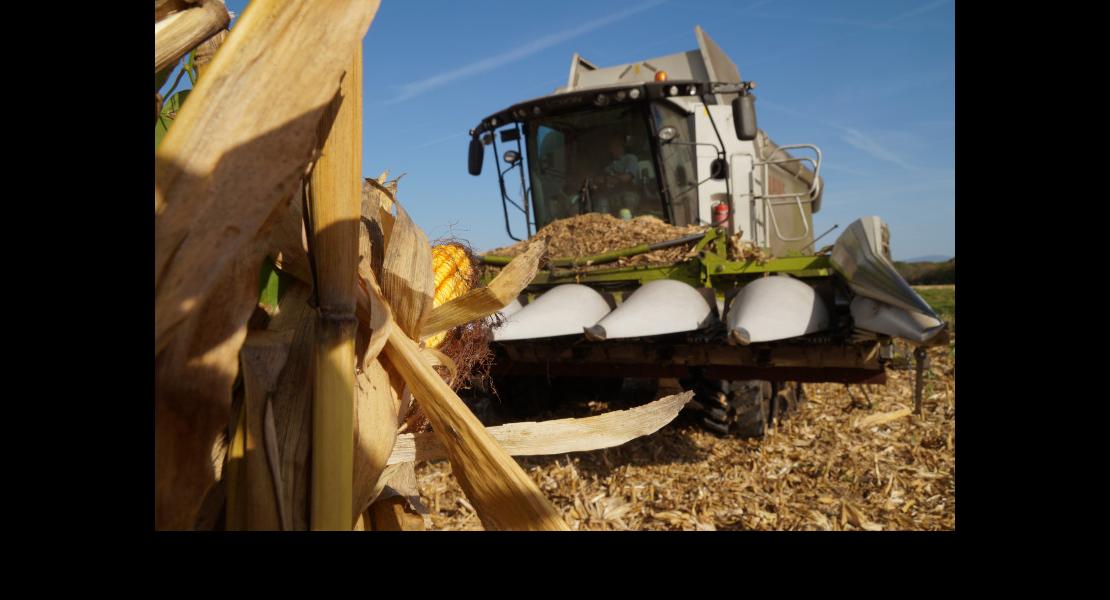 récolte maïs 191017DSC03630.JPG