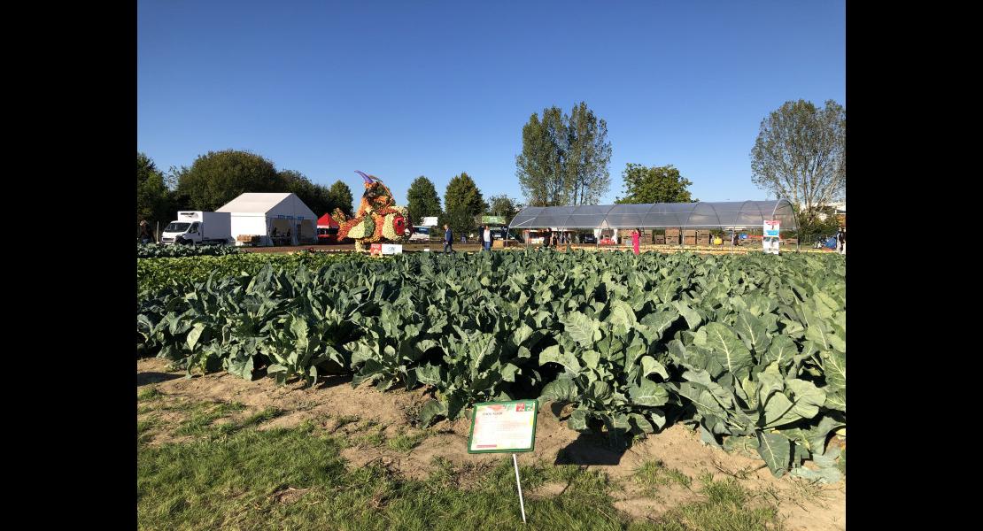 Irfel_confe%CC%81rence_paysage_choux_Show_fruits_et_le%CC%81gumes_Alsace_Illkirch_Baggersee_septembr