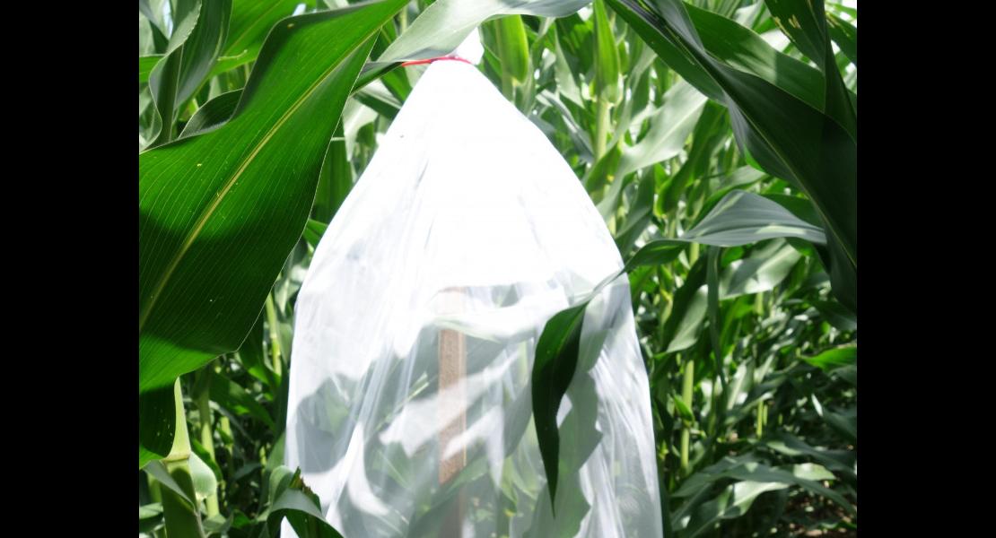 Chrysomele sur mais Volgelsheim 290622-1.JPG