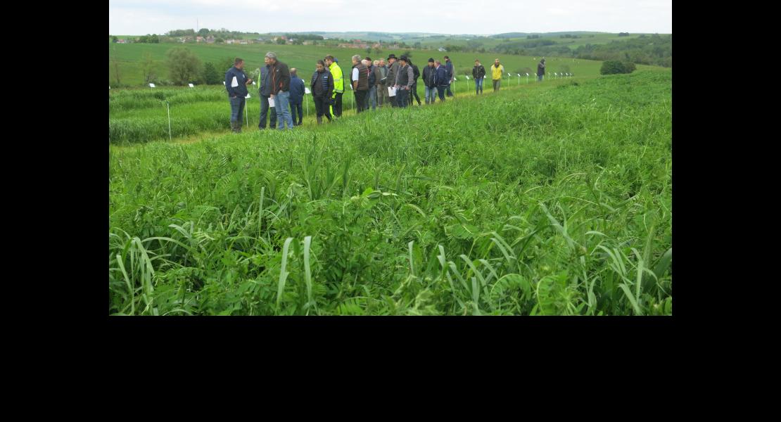 Comptoir-agricole-fourrage- (6).JPG