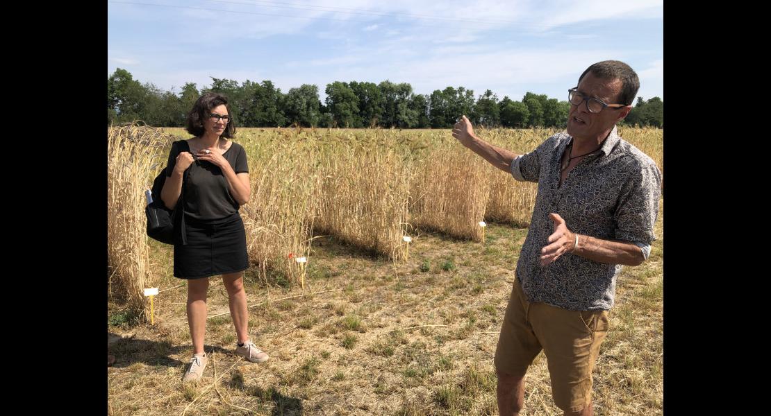 Ferme_Moyses_conservatoires_cereales_anciennes_ble_champs_pains_visites_Feldkirch_Moissons_2023_163.