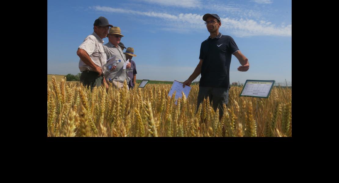 Comptoir-agricole-blé- (9).JPG