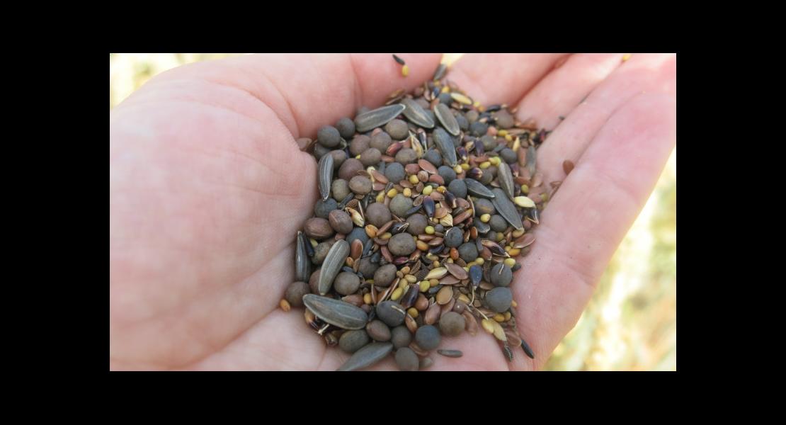 Comptoir-agricole-blé- (6).JPG