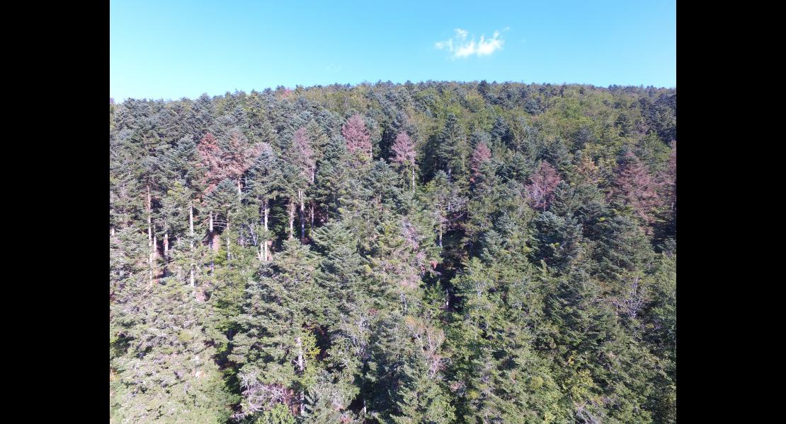 Drone Forêt rouge Masevaux Doller 030919-1.JPG