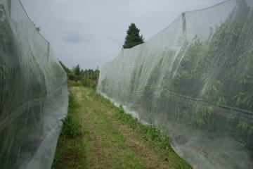 Filets anti drosophile