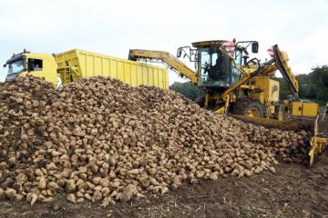 Chargement betteraves - 01.jpg