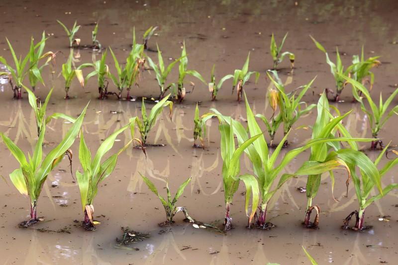 Inondations - Boue - Maïs_1.jpg