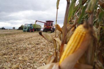 Récolte maïs grain 19101627.jpg