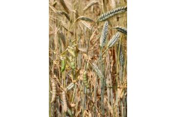 Vitrine Mommenheim - 18 - Meteil - Triticale - Poi