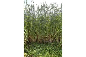 ADD - Atelier 4 - Semis sous couvert Trèfle blanc.