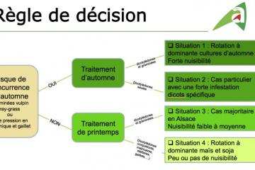Blé-2018-Règle de décision.jpg