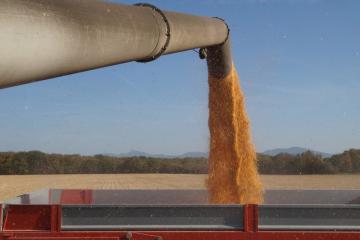 récolte maïs 191017DSC03602.JPG