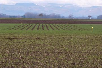 Grusenheim janvier 2019.JPG